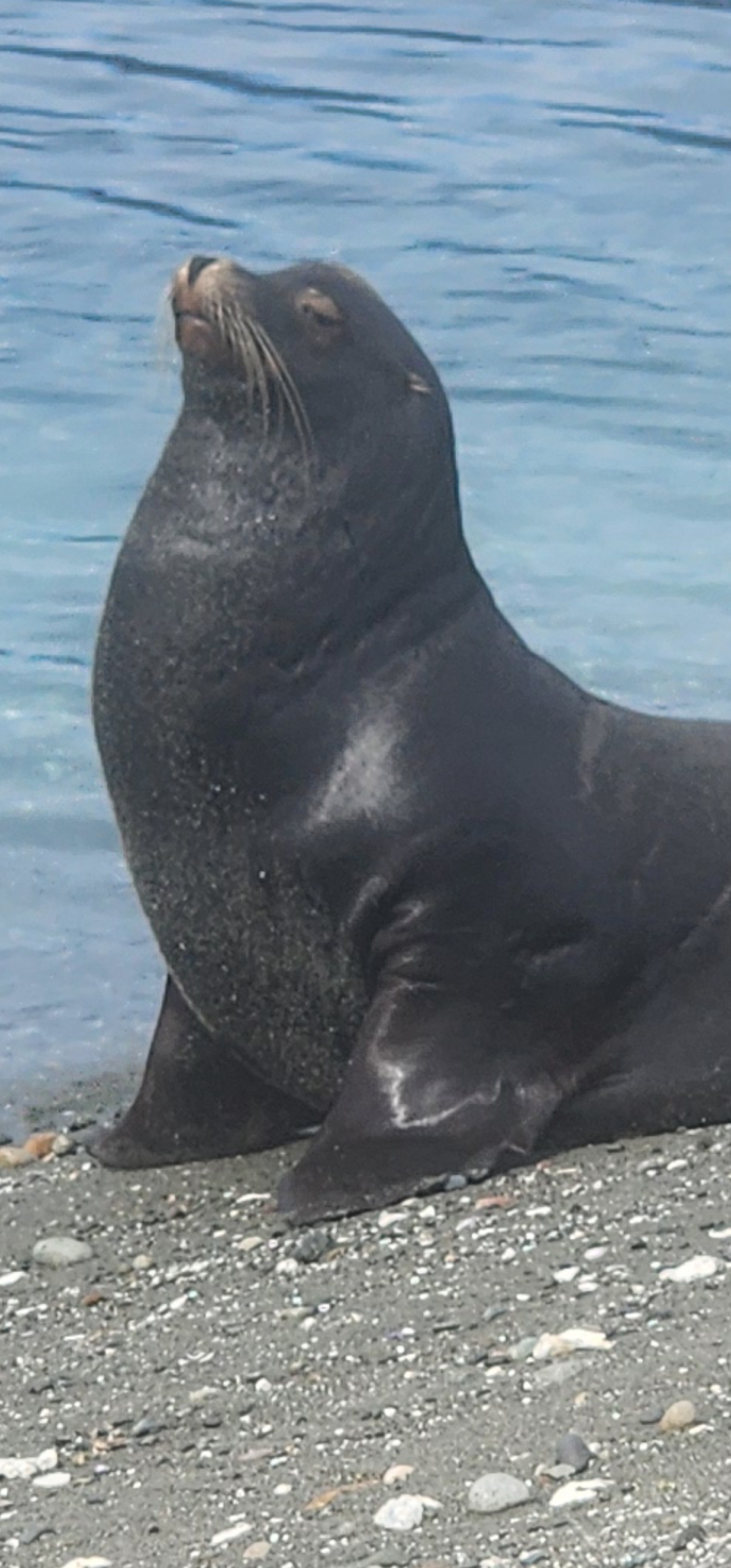 Sea lion posing Blank Meme Template