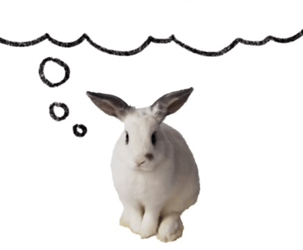 mmm celery rabbit bunny thinking Blank Meme Template