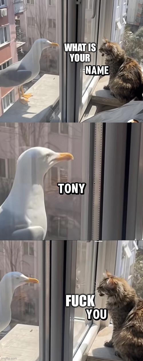 High Quality Fuck You Tony Blank Meme Template
