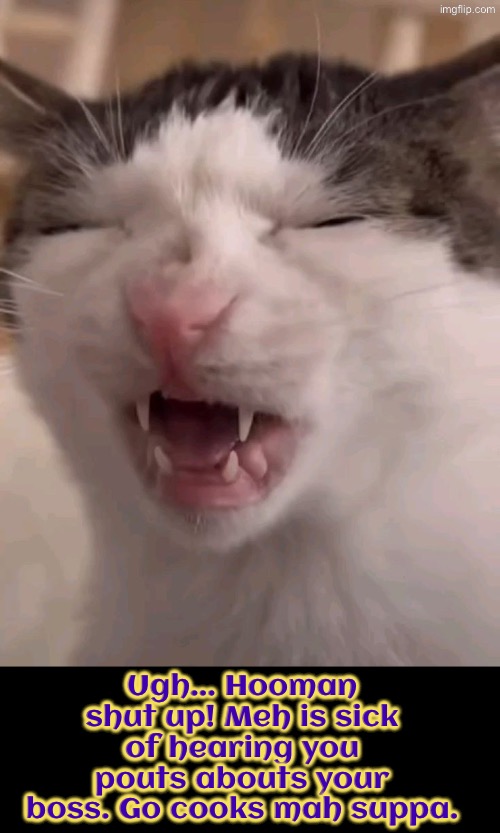 Stop Pouting And Serve Me | Ugh... Hooman shut up! Meh is sick of hearing you pouts abouts your boss. Go cooks mah suppa. | image tagged in cats,funny cats,whining,the boss,evil overlord rules,facial expressions | made w/ Imgflip meme maker