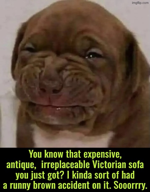 The Sofa Destroyer | You know that expensive, antique,  irreplaceable Victorian sofa you just got? I kinda sort of had a runny brown accident on it. Sooorrry. | image tagged in dogs,funny dogs,antique,diarrhea,ooops,i'm sorry | made w/ Imgflip meme maker