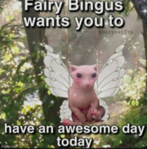 bingus | image tagged in wholesome message with bingus | made w/ Imgflip meme maker