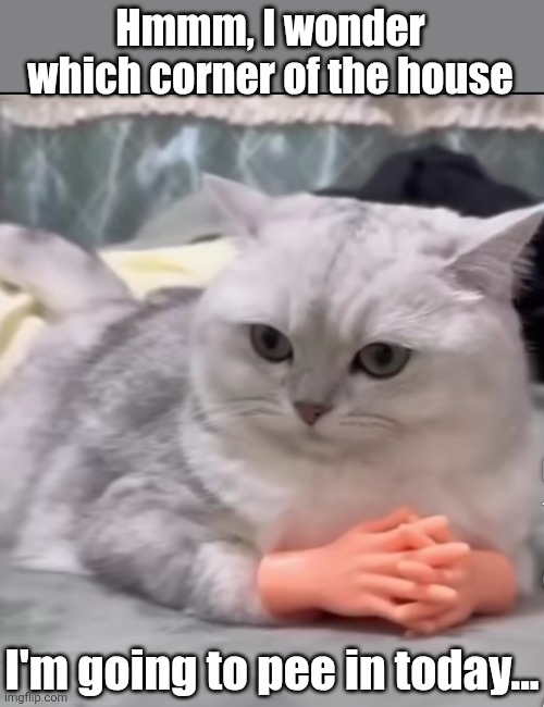 Contemplative Cat | Hmmm, I wonder which corner of the house; I'm going to pee in today... | image tagged in cat,contemplating,cats with hands,cute cat,funny cats | made w/ Imgflip meme maker