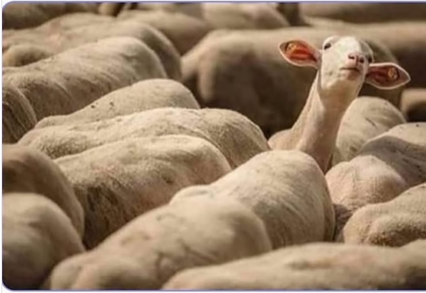 sheep in herd Blank Meme Template