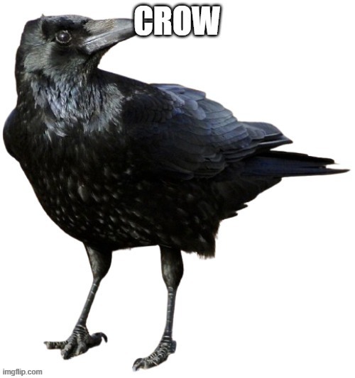 CROW | image tagged in crow | made w/ Imgflip meme maker