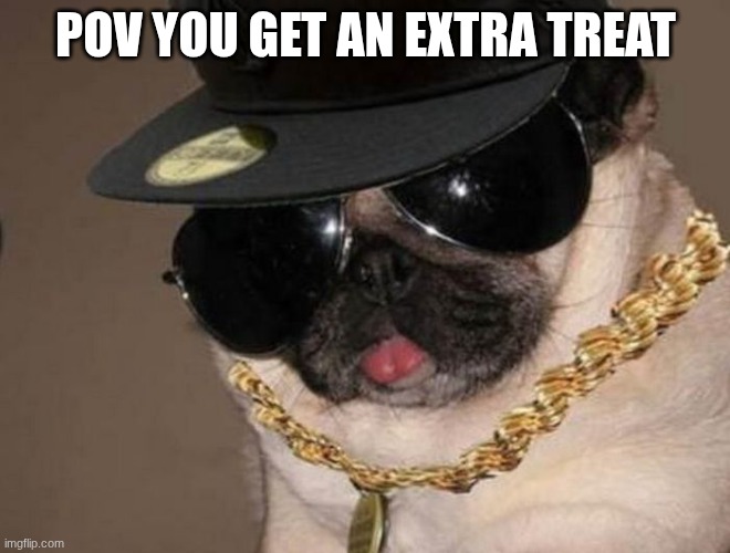 Gangster Pug | pov you get an extra treat | image tagged in gangster pug | made w/ Imgflip meme maker