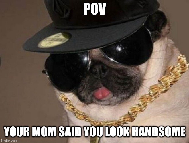 Gangster Pug | pov; your mom said you look handsome | image tagged in gangster pug | made w/ Imgflip meme maker