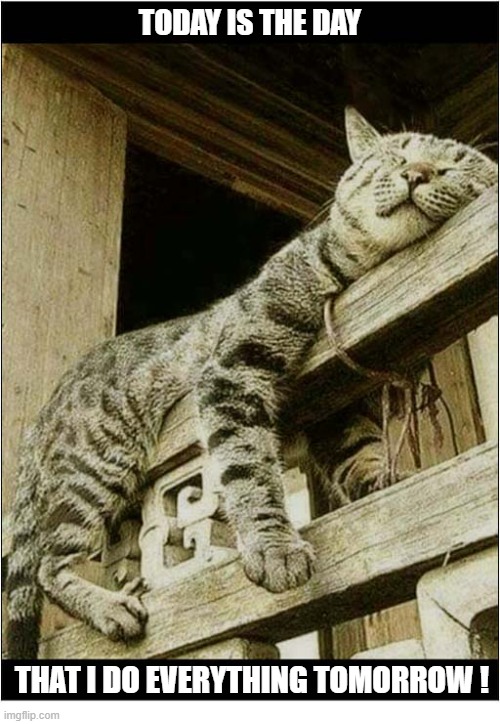 We All Need A Break ! | Today is the day; that I do everything tomorrow ! | image tagged in cats,lazy cat,tomorrow | made w/ Imgflip meme maker