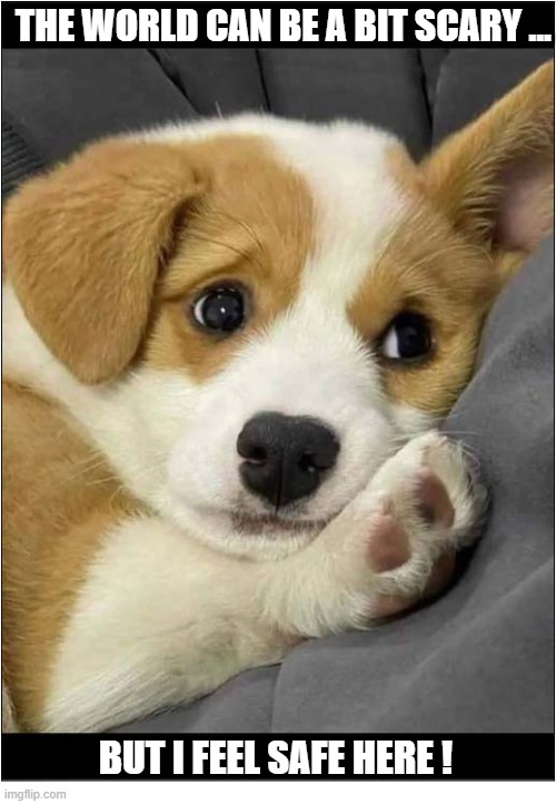 Just Aww ! | The world can be a bit scary ... But I feel safe here ! | image tagged in dogs,puppy,scared cat,safe,aww | made w/ Imgflip meme maker