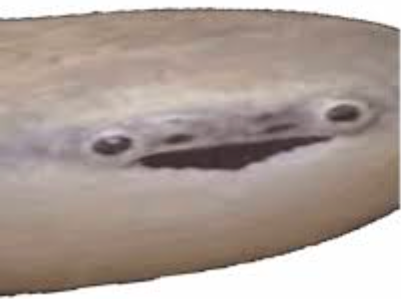 Sacabambaspis when he hears what search history means Blank Meme Template