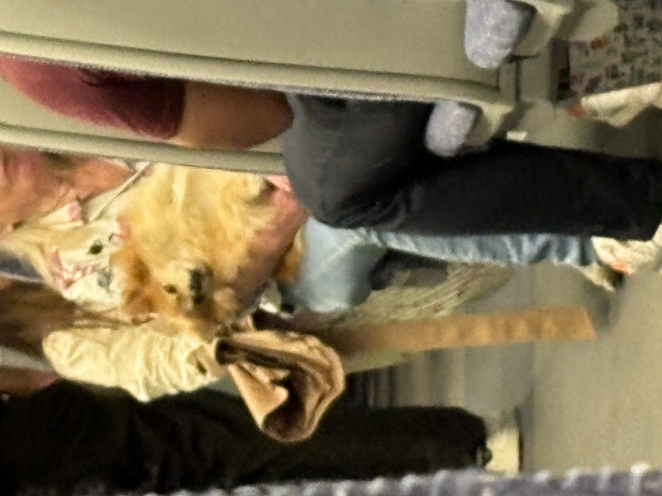 Sad commuter dog Blank Meme Template