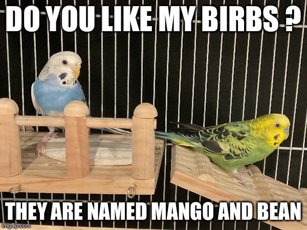 Do you like my birbs ? they are named mango and bean | image tagged in birb | made w/ Imgflip meme maker