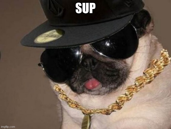 Gangster Pug | sup | image tagged in gangster pug | made w/ Imgflip meme maker