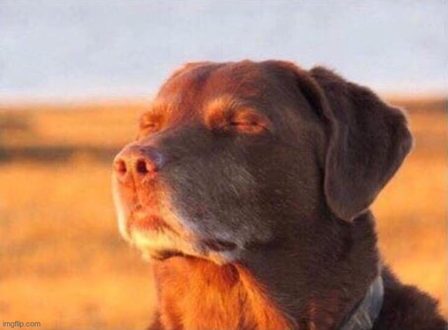 image tagged in dog close eye | made w/ Imgflip meme maker