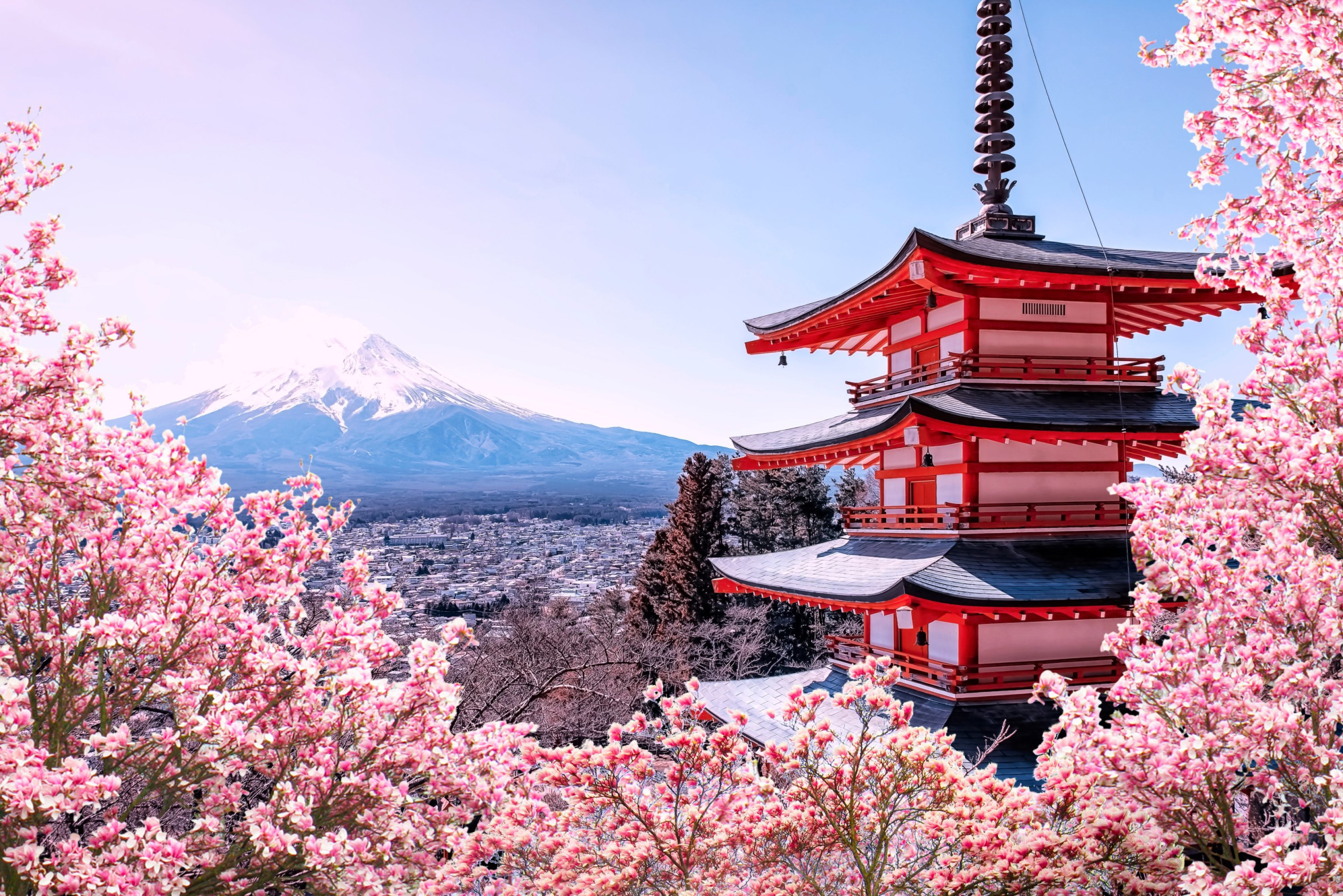 Cherry Blossoms Japan Blank Meme Template