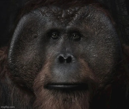 maurice stare | image tagged in maurice stare | made w/ Imgflip meme maker