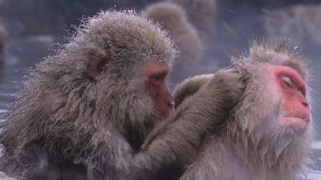 Monkey hair Blank Meme Template