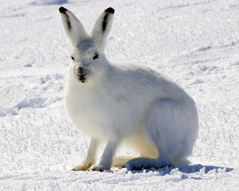 Arctic hare Blank Meme Template