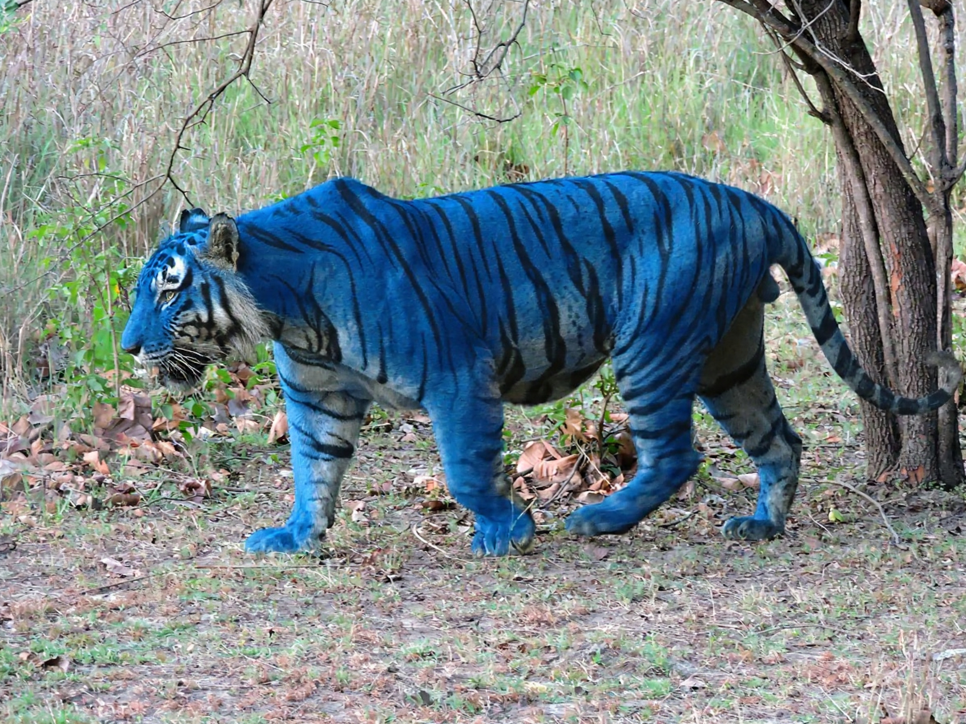 Blue Tiger Blank Meme Template