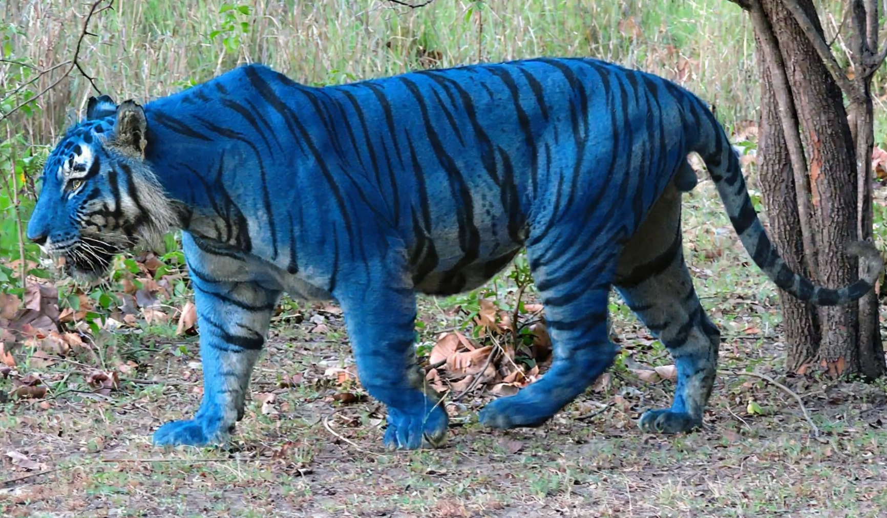 Blue Tiger Blank Meme Template