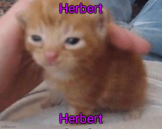 Herbert | Herbert; Herbert | image tagged in herbert | made w/ Imgflip meme maker