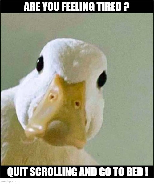 Listen To The Duck ! | Are You Feeling Tired ? Quit Scrolling And Go To Bed ! | image tagged in duck,tired,scrolling,bed | made w/ Imgflip meme maker