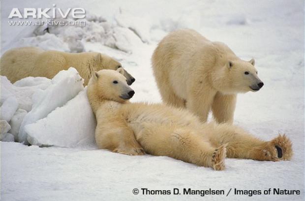 polar bears Blank Meme Template