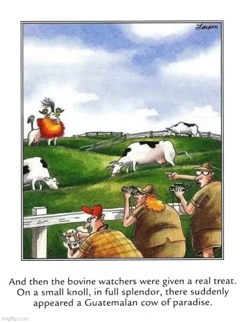 A rare event indeed… | image tagged in the far side,comics,cows,bovine watchers,rare glimpse,cow of paradise | made w/ Imgflip meme maker