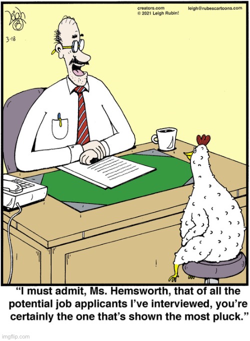 Rubes | image tagged in comics,rubes,job applicant,hen,interview,pluck | made w/ Imgflip meme maker