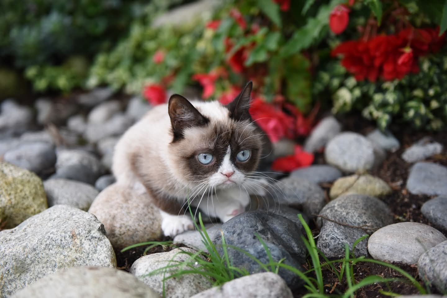 GRUMPY CAT UP THE CREEK Blank Meme Template