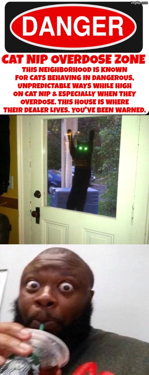Cat Nip Overdose Zone | This neighborhood is known for cats behaving in dangerous, unpredictable ways while high on cat nip & especially when they overdose. This house is where their dealer lives. You've been warned. Cat nip overdose zone | image tagged in cats,funny cats,overdose,im in danger,stoned,reactions | made w/ Imgflip meme maker
