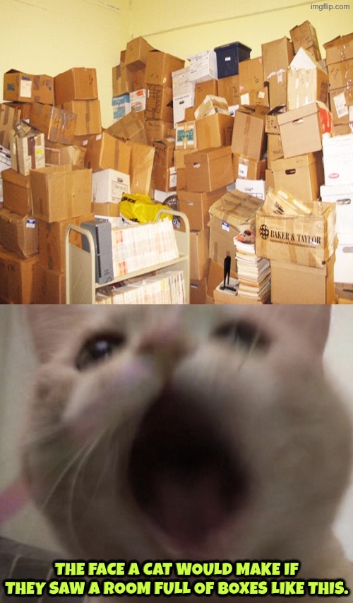 Cats And Boxes | The face a cat would make if they saw a room full of boxes like this. | image tagged in cats,funny cats,boxes,cardboard,the face you make,reactions | made w/ Imgflip meme maker