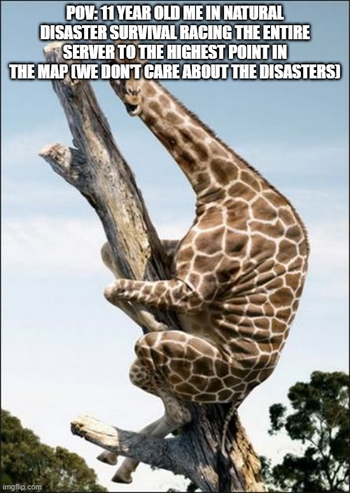 can i confirm that we all did this | pov: 11 year old me in natural disaster survival racing the entire server to the highest point in the map (we don't care about the disasters) | image tagged in giraffe climbing a tree,roblox,disaster,survival | made w/ Imgflip meme maker