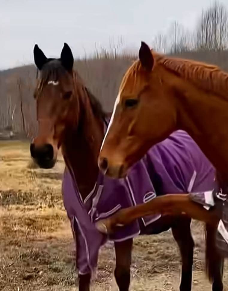 HOLD YOUR HORSES Blank Meme Template
