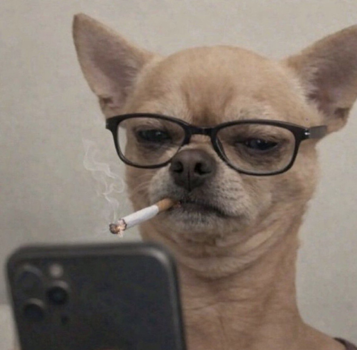 Dog text Blank Meme Template