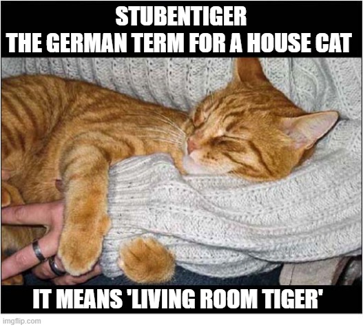 This Pleases Me ! | stubentiger
The German Term for a house cat; It means 'living Room Tiger' | image tagged in cats,german,tiger | made w/ Imgflip meme maker