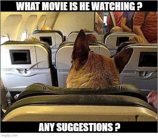 A Dog On A Plane | What Movie Is He Watching ? any suggestions ? | image tagged in dogs,german shepherd,passenger,movie | made w/ Imgflip meme maker