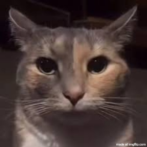 Can someone explain who Ganyu is and why I keep seeing her? | image tagged in cat disappointed stare | made w/ Imgflip meme maker