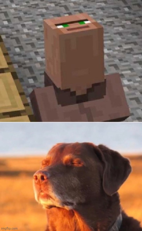 image tagged in minecraft villager looking up,dog accepting fate | made w/ Imgflip meme maker