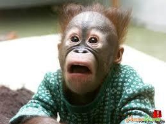 scared ape | image tagged in scared ape | made w/ Imgflip meme maker