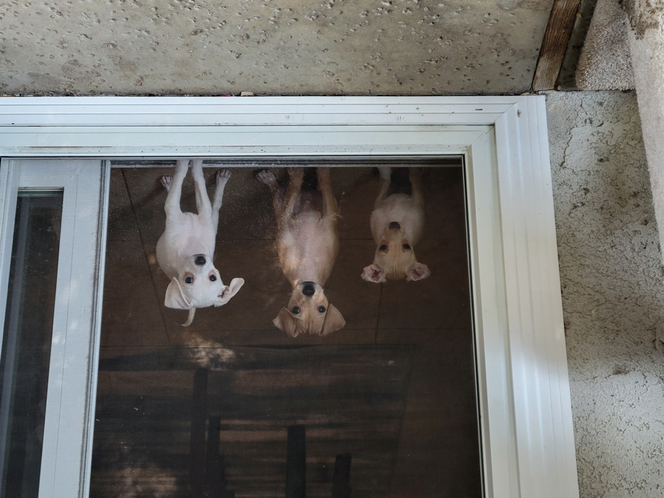 Cute Puppies Blank Meme Template