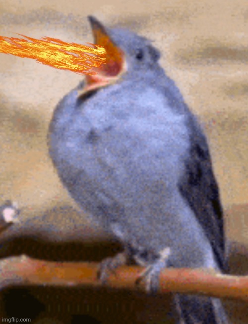 Bird | image tagged in fire,bird | made w/ Imgflip meme maker