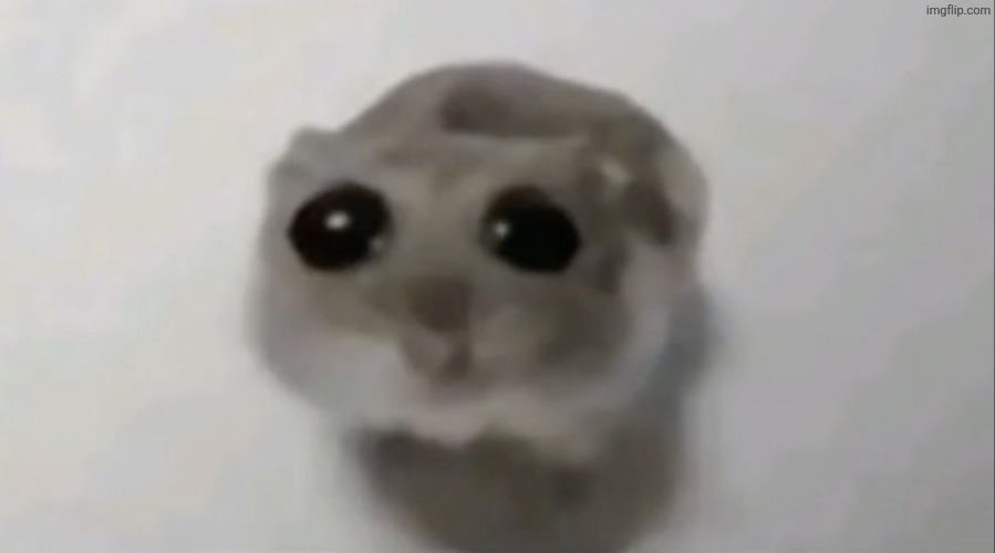 Sad hamster | image tagged in sad hamster | made w/ Imgflip meme maker