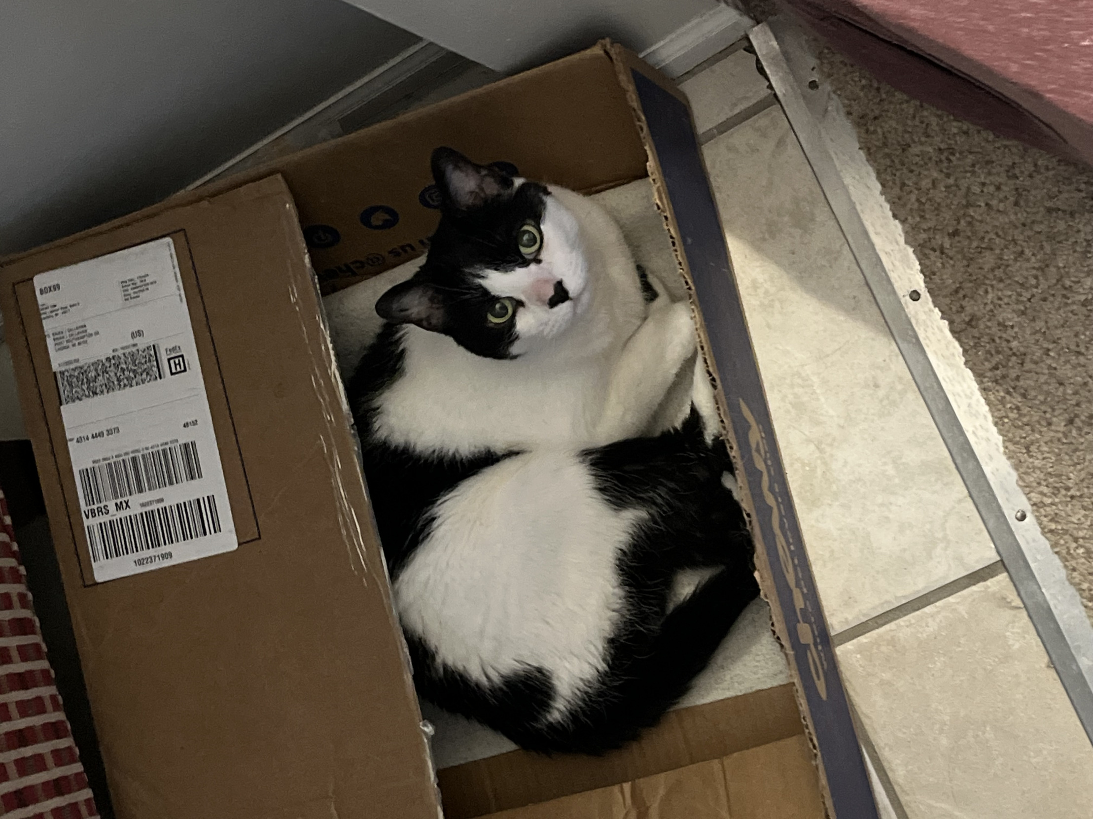 High Quality Since when did Amazon sell pets that’s not what I ordered? Blank Meme Template