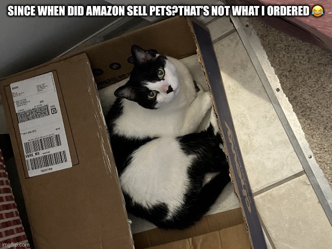 Amazon sells pets? | Since when did Amazon sell pets?that’s not what I ordered 😂 | image tagged in since when did amazon sell pets that s not what i ordered | made w/ Imgflip meme maker