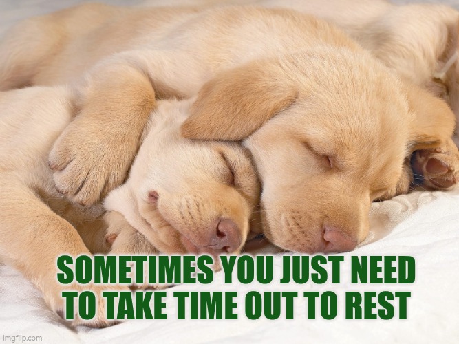 Sometimes you just need to take time out to rest | Sometimes you just need to take time out to rest | image tagged in cute puppies resting,autism,rest,downtime,recharge,time out | made w/ Imgflip meme maker