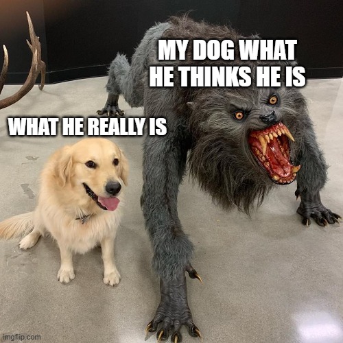 am i right | my dog what he thinks he is; what he really is | image tagged in good dog scary dog,am i right | made w/ Imgflip meme maker