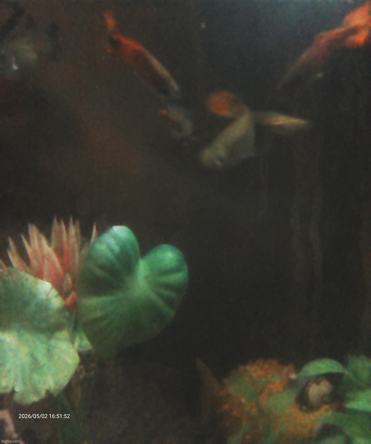 Fish moment | made w/ Imgflip meme maker