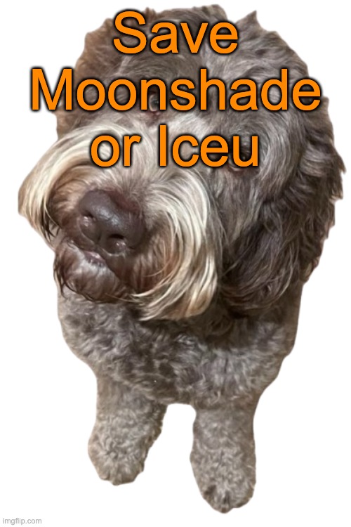 Northers Dog (Transparent) | Save Moonshade or Iceu | image tagged in northers dog transparent,voting game s18 | made w/ Imgflip meme maker