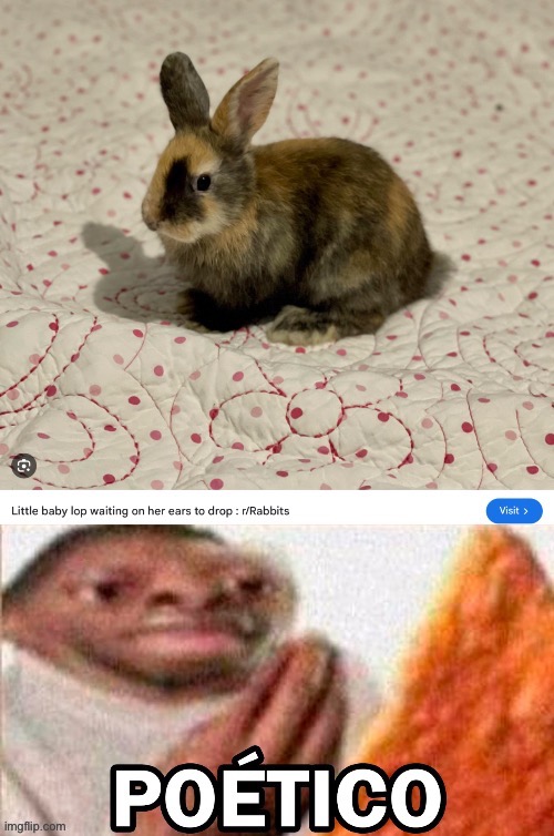 image tagged in poetico,memes | made w/ Imgflip meme maker